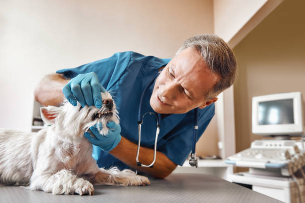 Best 24-Hour Emergency Dentist in Warrenvle, IL
